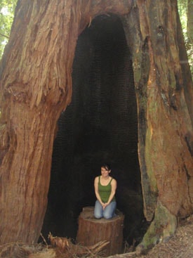 Muir Woods Redwood trees