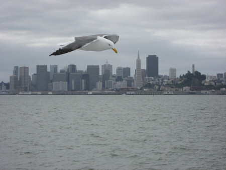 San Francisco Bay Seagull
