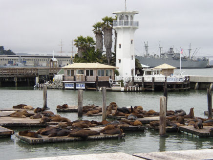 sea lions fishermans wharf