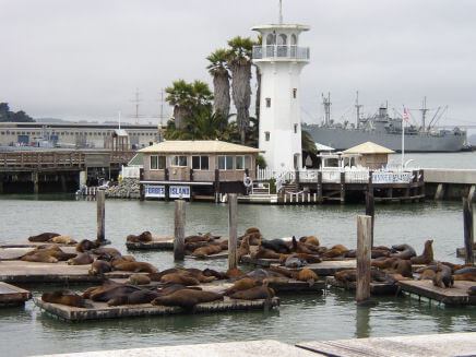 sea lions fishermans wharf
