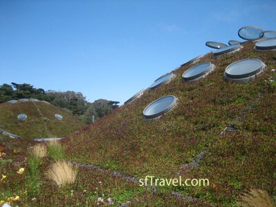 Living Roof San Francisco