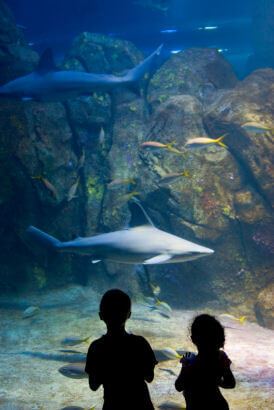 Aquarium San Francisco