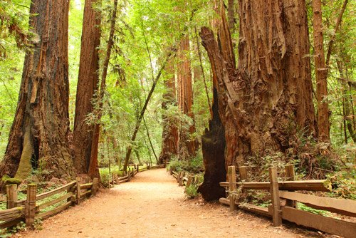 muir woods san francisco