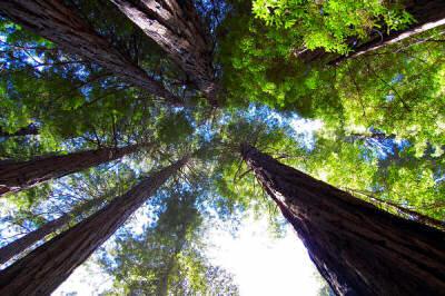 Muir Woods